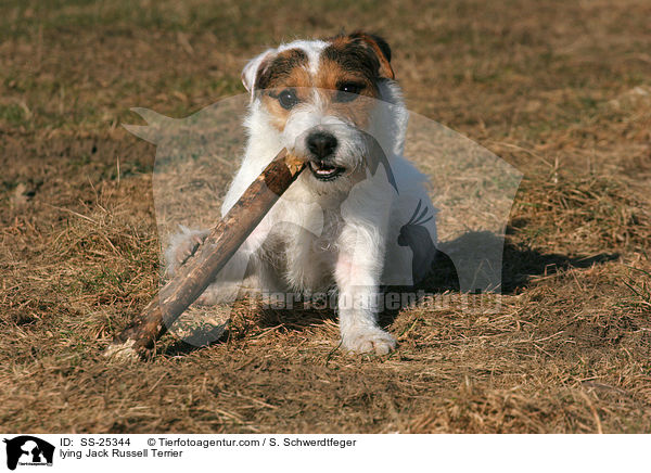 liegender Parson Russell Terrier / lying Parson Russell Terrier / SS-25344