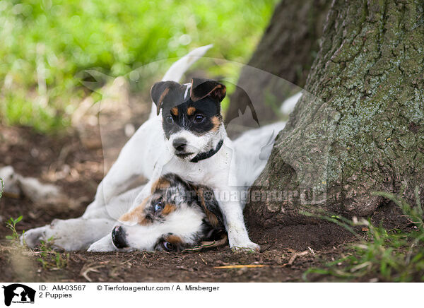 2 Welpen / 2 Puppies / AM-03567