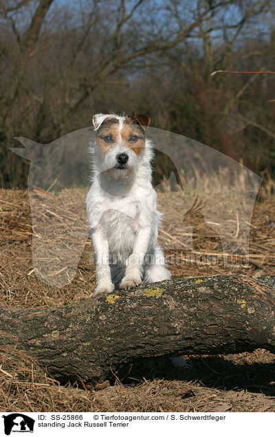 stehender Parson Russell Terrier / standing Parson Russell Terrier / SS-25866