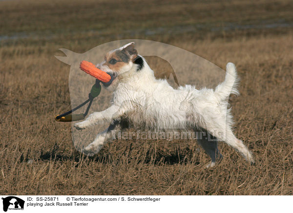 spielender Parson Russell Terrier / playing Parson Russell Terrier / SS-25871