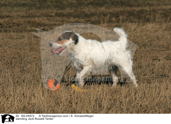 stehender Parson Russell Terrier / standing Parson Russell Terrier / SS-25872