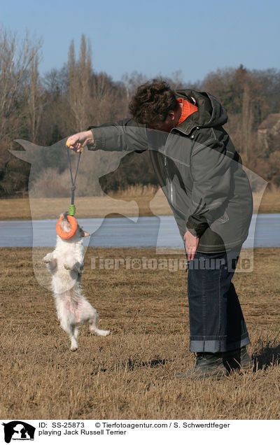 spielender Parson Russell Terrier / playing Parson Russell Terrier / SS-25873