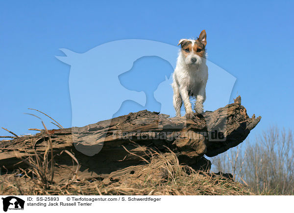 stehender Parson Russell Terrier / standing Parson Russell Terrier / SS-25893