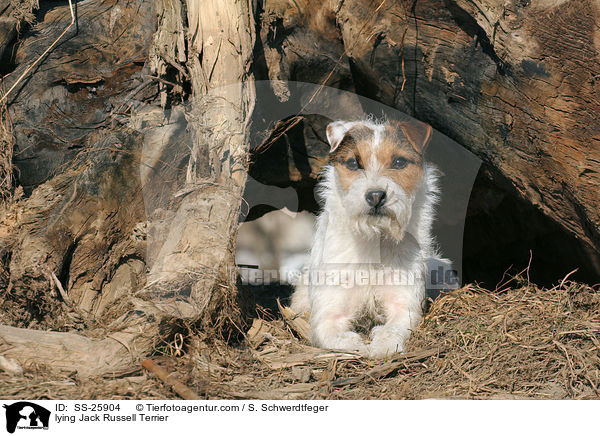 liegender Parson Russell Terrier / lying Parson Russell Terrier / SS-25904