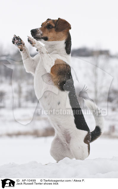Jack Russell Terrier macht Mnnchen / Jack Russell Terrier shows trick / AP-10499