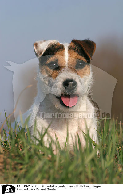 frisch getrimmter Parson Russell Terrier / trimmed Parson Russell Terrier / SS-26250