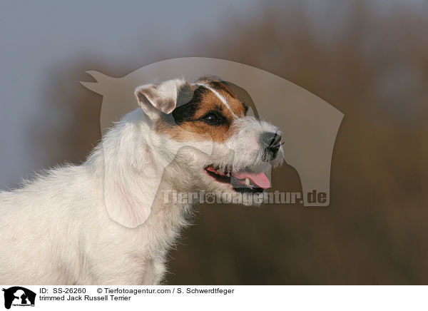 frisch getrimmter Parson Russell Terrier / trimmed Parson Russell Terrier / SS-26260