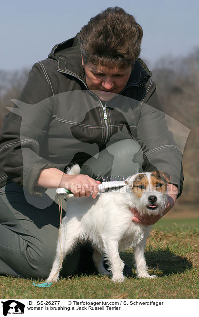 Frau brstet Parson Russell Terrier / woman is brushing a Parson Russell Terrier / SS-26277