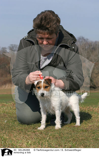 Parson Russell Terrier bekommt Zecke entfernt / removing a tick / SS-26288