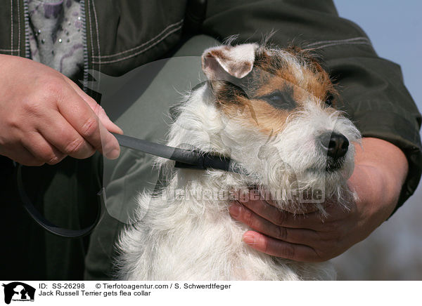 Parson Russell Terrier bekommt Flohhalsband / Parson Russell Terrier gets flea collar / SS-26298