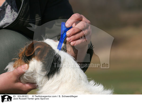 Jack Russell Terrier gets Spot-on / SS-26301