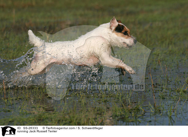 rennender Parson Russell Terrier / running Parson Russell Terrier / SS-26333