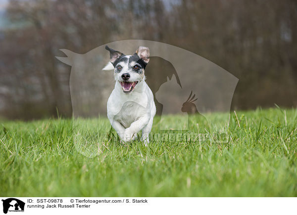rennender Jack Russell Terrier / running Jack Russell Terrier / SST-09878