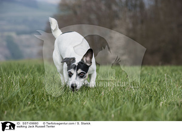 laufender Jack Russell Terrier / walking Jack Russell Terrier / SST-09880