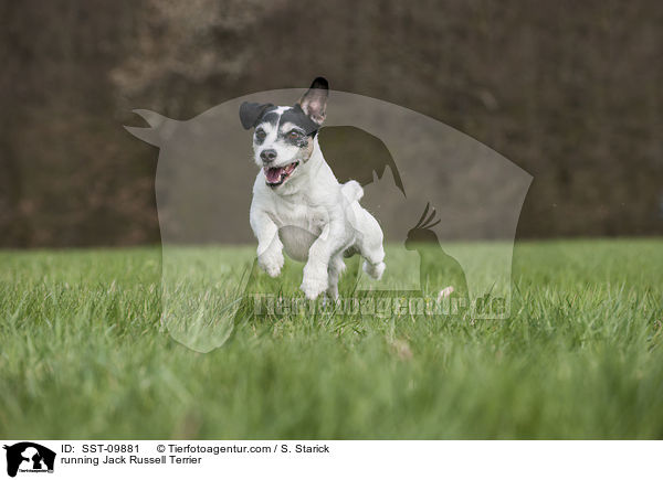 rennender Jack Russell Terrier / running Jack Russell Terrier / SST-09881