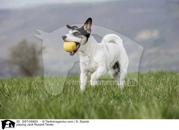 spielender Jack Russell Terrier / playing Jack Russell Terrier / SST-09883