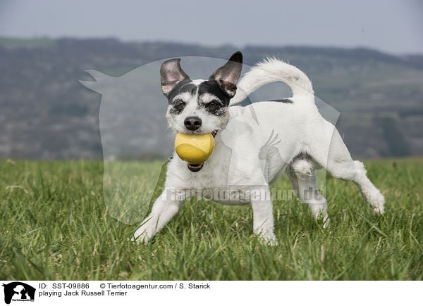 spielender Jack Russell Terrier / playing Jack Russell Terrier / SST-09886