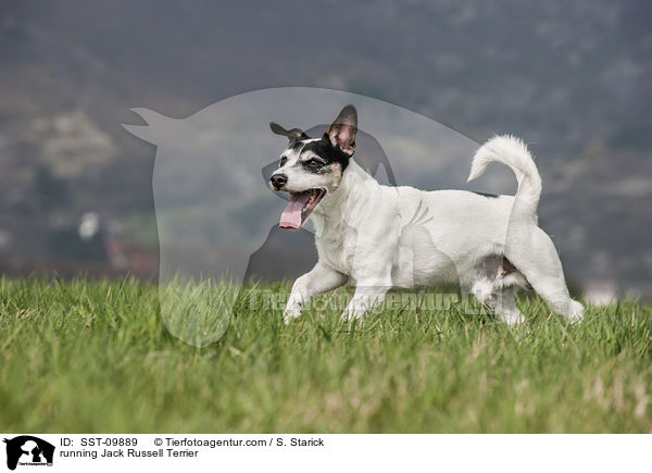 rennender Jack Russell Terrier / running Jack Russell Terrier / SST-09889