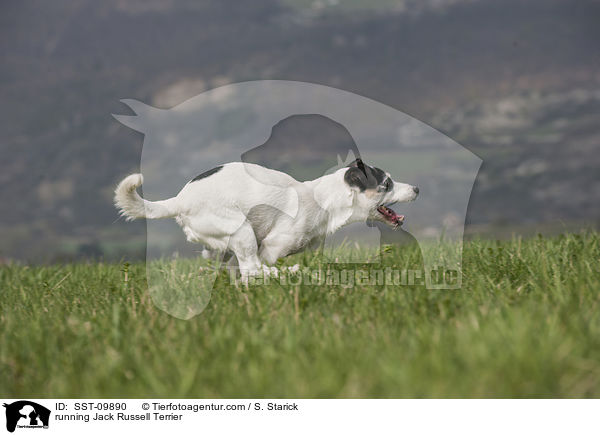 rennender Jack Russell Terrier / running Jack Russell Terrier / SST-09890