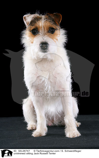 ungetrimmter Parson Russell Terrier / untrimmed Parson Russell Terrier / SS-26747