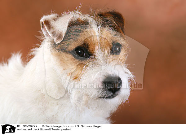 ungetrimmter Parson Russell Terrier / untrimmed Parson Russell Terrier / SS-26772