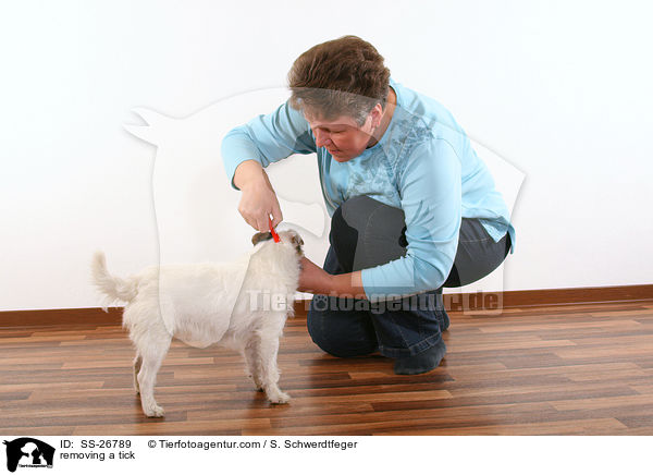 Parson Russell Terrier wird Zecke entfernt / removing a tick / SS-26789