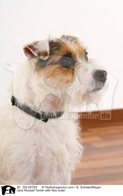 Parson Russell Terrier mit Flohhalsband / Parson Russell Terrier with flea collar / SS-26793
