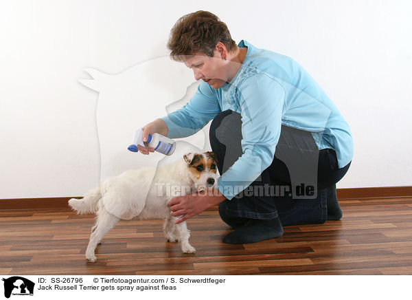 Parson Russell Terrier bekommt Flohspray / Parson Russell Terrier gets spray against fleas / SS-26796