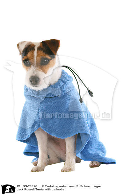 Parson Russell Terrier mit Bademantel / Parson Russell Terrier with bathrobe / SS-26820