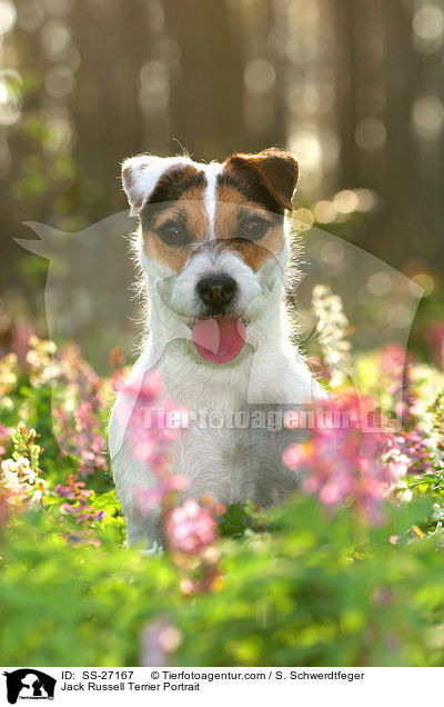 Parson Russell Terrier Portrait / Parson Russell Terrier Portrait / SS-27167
