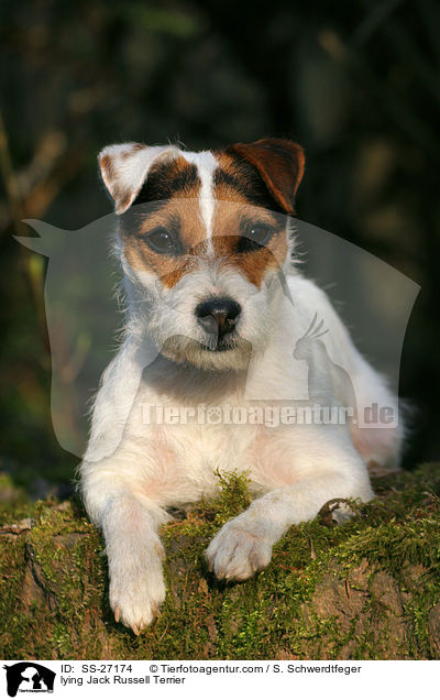 liegender Parson Russell Terrier / lying Parson Russell Terrier / SS-27174