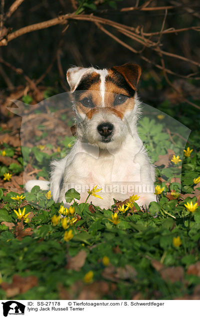 liegender Parson Russell Terrier / lying Parson Russell Terrier / SS-27178