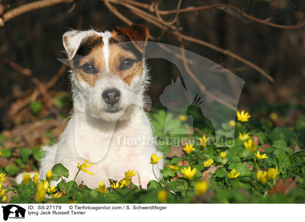 liegender Parson Russell Terrier / lying Parson Russell Terrier / SS-27179