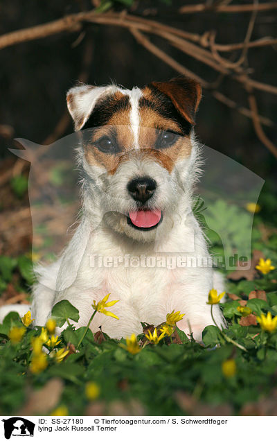 liegender Parson Russell Terrier / lying Parson Russell Terrier / SS-27180