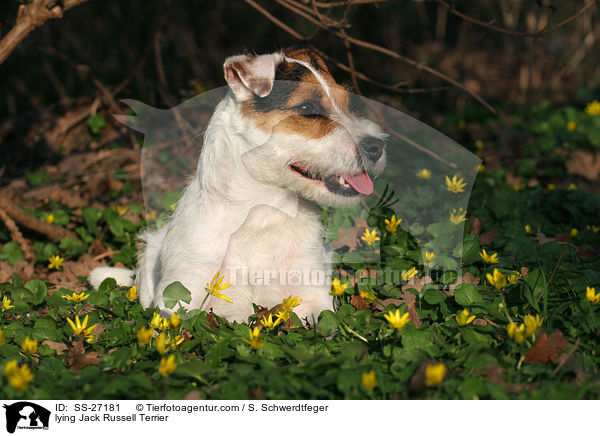 liegender Parson Russell Terrier / lying Parson Russell Terrier / SS-27181