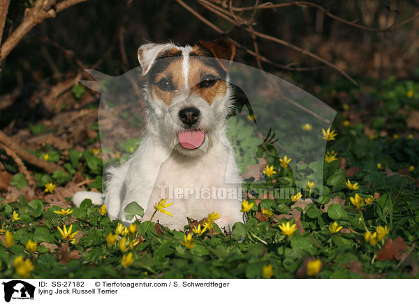 liegender Parson Russell Terrier / lying Parson Russell Terrier / SS-27182