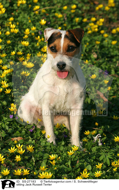 sitzender Parson Russell Terrier / sitting Parson Russell Terrier / SS-27183