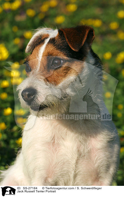 Parson Russell Terrier Portrait / Parson Russell Terrier Portrait / SS-27184