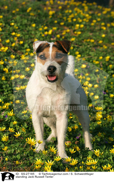 stehender Parson Russell Terrier / standing Parson Russell Terrier / SS-27185