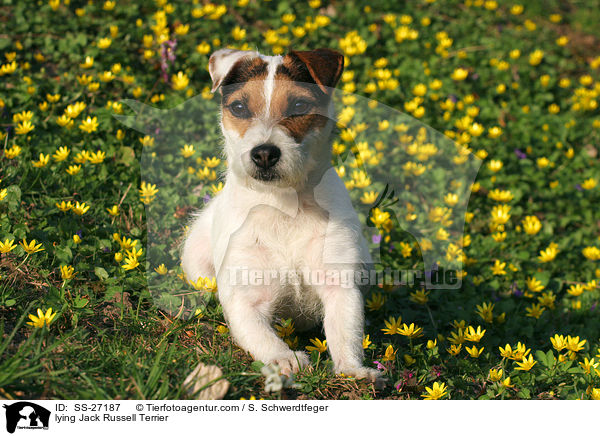 liegender Parson Russell Terrier / lying Parson Russell Terrier / SS-27187