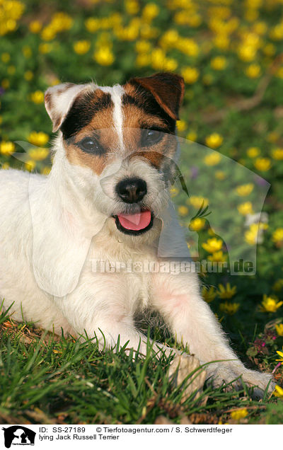 liegender Parson Russell Terrier / lying Parson Russell Terrier / SS-27189