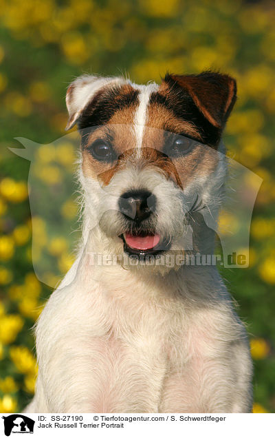 Parson Russell Terrier Portrait / Parson Russell Terrier Portrait / SS-27190