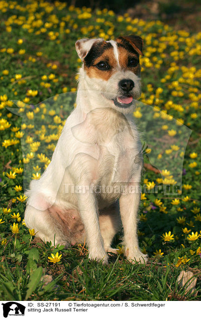 sitzender Parson Russell Terrier / sitting Parson Russell Terrier / SS-27191