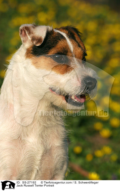 Parson Russell Terrier Portrait / Parson Russell Terrier Portrait / SS-27192