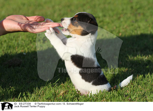 Jack Russell Terrier Welpe / Jack Russell Terrier Puppy / SS-27338