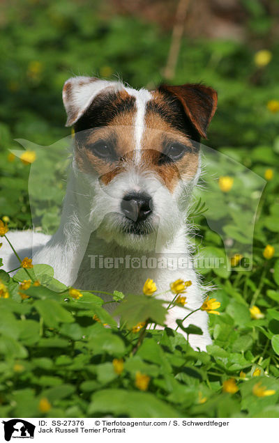 Parson Russell Terrier Portrait / Parson Russell Terrier Portrait / SS-27376
