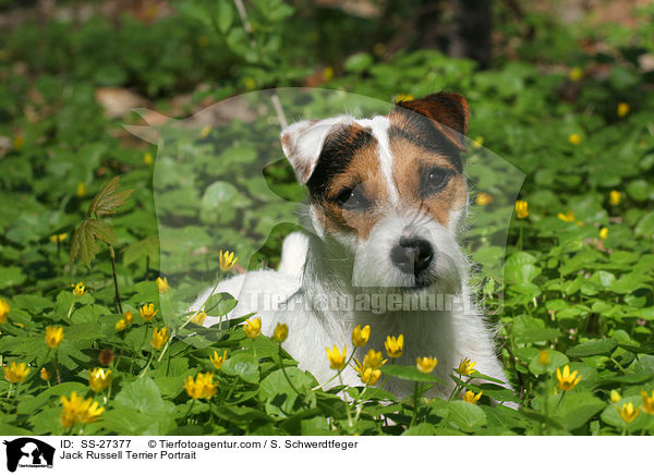 Parson Russell Terrier Portrait / Parson Russell Terrier Portrait / SS-27377
