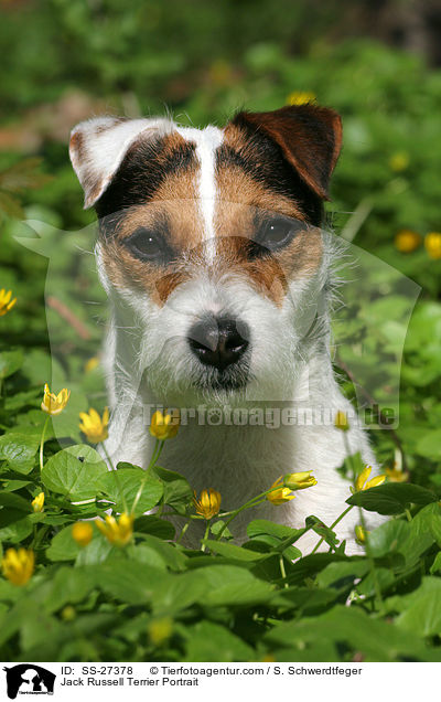 Parson Russell Terrier Portrait / Parson Russell Terrier Portrait / SS-27378