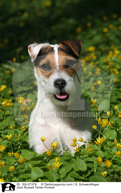 Parson Russell Terrier Portrait / Parson Russell Terrier Portrait / SS-27379