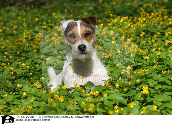 sitzender Parson Russell Terrier / sitting Parson Russell Terrier / SS-27380